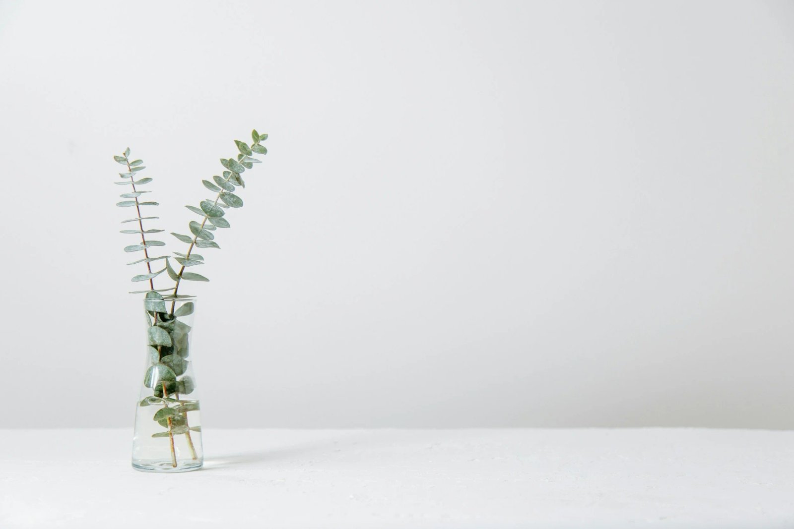 Eucalyptus in a glass vase